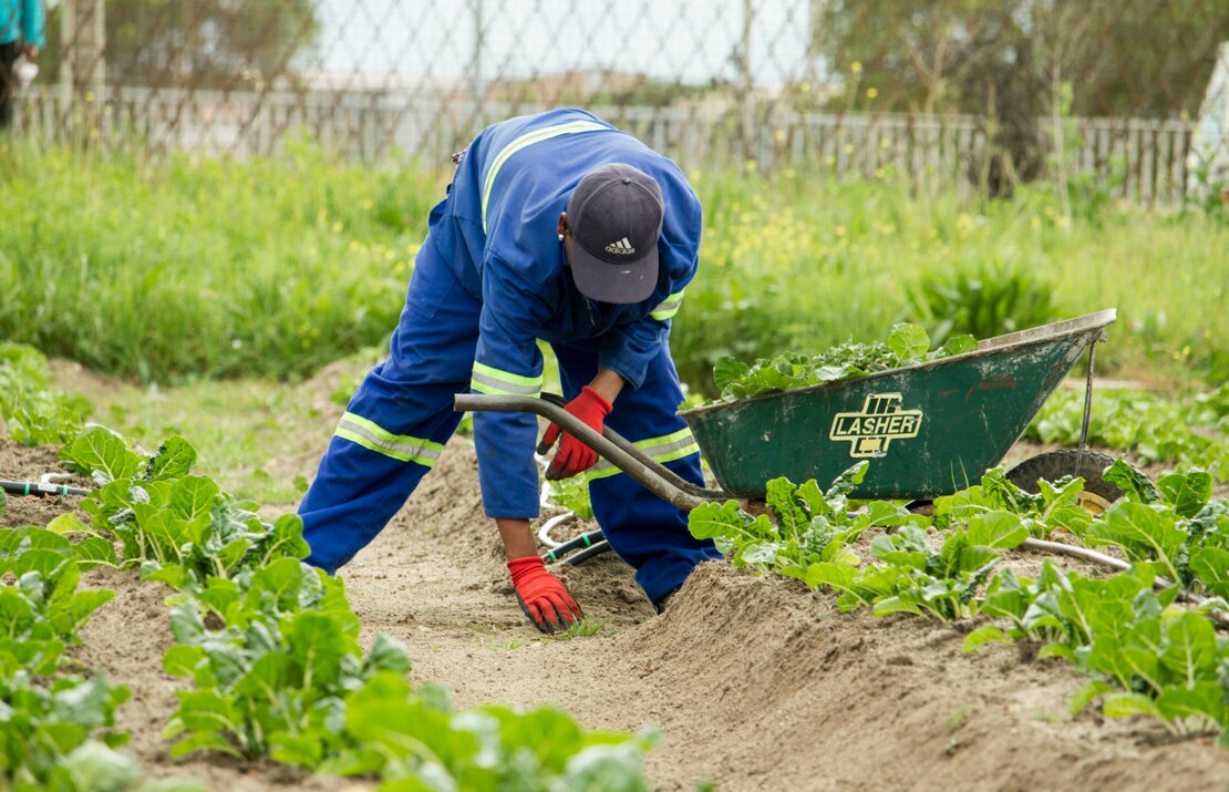 Neu gestalteter Gartenweg mit moderner Bepflanzung